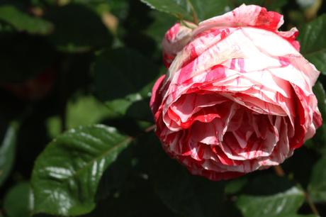 Deux jours à la découverte de Rennes