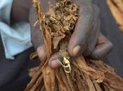 Cameroun tabaculteurs revendiquent 500.000.000 FCFA l’Est