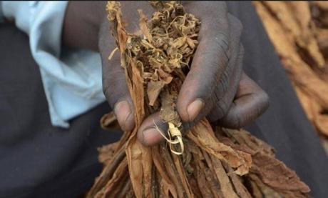 Cameroun : Les tabaculteurs revendiquent 500.000.000 FCFA à l’Est