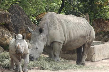 Le rhinocéros : ce grand mammifère herbivore