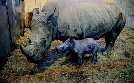 Le rhinocéros : ce grand mammifère herbivore