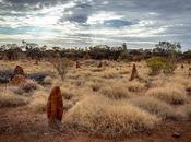nids termites dans l'art aborigène australien