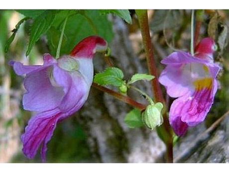 Divers - Un assortiment de fleurs rares....