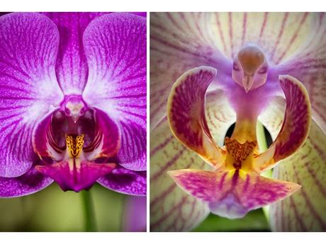 Divers - Un assortiment de fleurs rares....