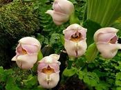 Divers assortiment fleurs rares....