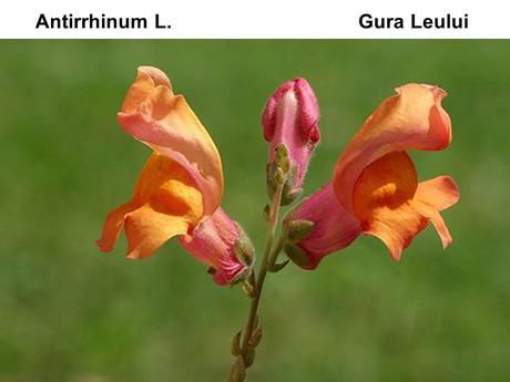 Divers - Un assortiment de fleurs rares....