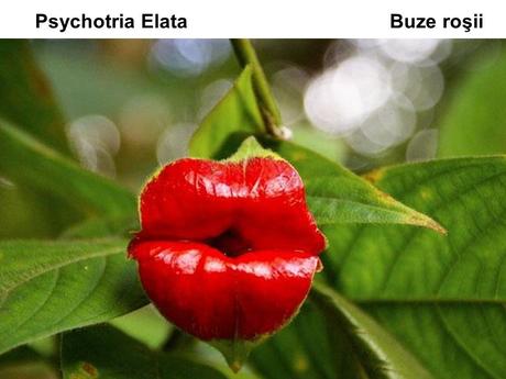 Divers - Un assortiment de fleurs rares....