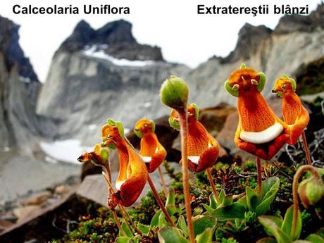 Divers - Un assortiment de fleurs rares....