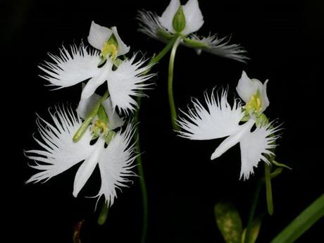 Divers - Un assortiment de fleurs rares....