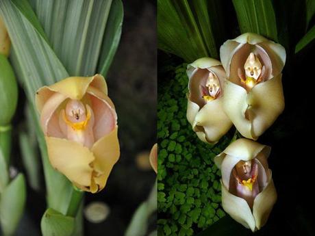 Divers - Un assortiment de fleurs rares....