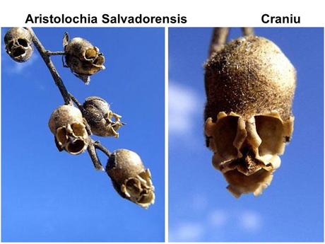 Divers - Un assortiment de fleurs rares....