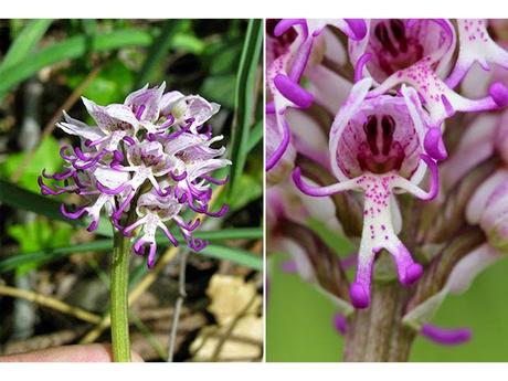 Divers - Un assortiment de fleurs rares....