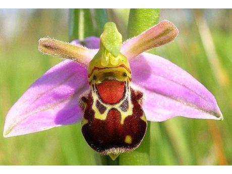 Divers - Un assortiment de fleurs rares....