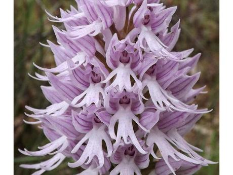 Divers - Un assortiment de fleurs rares....