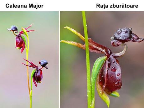 Divers - Un assortiment de fleurs rares....