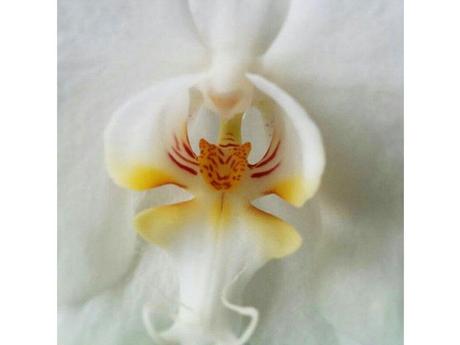 Divers - Un assortiment de fleurs rares....