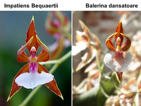 Divers - Un assortiment de fleurs rares....