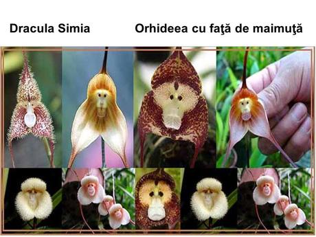 Divers - Un assortiment de fleurs rares....