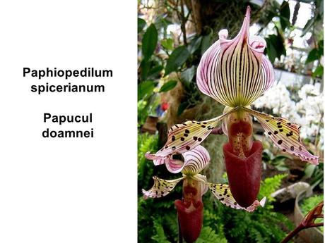 Divers - Un assortiment de fleurs rares....