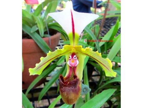 Divers - Un assortiment de fleurs rares....