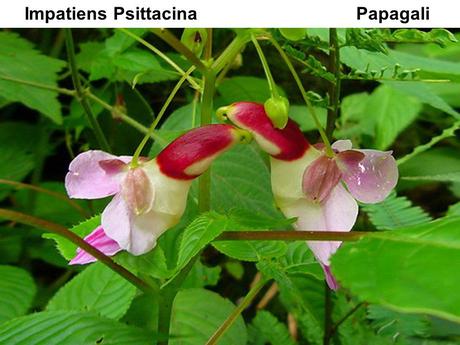 Divers - Un assortiment de fleurs rares....