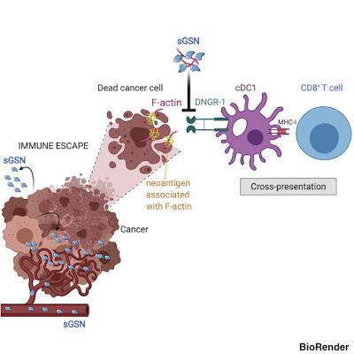 #Cell #cancer #immunité #gelsoline #DNGR-1La gelsoline sécrétée inhibe la présentation croisée dépendante du DNGR-1 et l'immunité contre le cancer