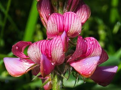 Sainfoin (Onobrychis viciifolia)