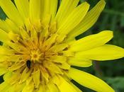 Salsifis prés (Tragopogon pratensis)