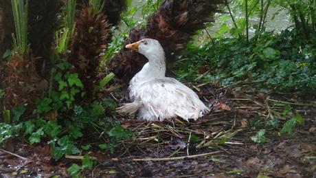 Couver sous la pluie