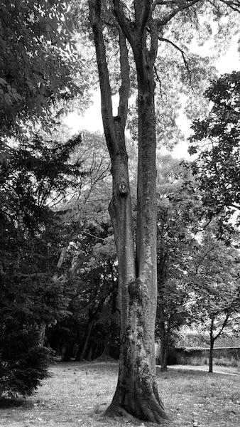 Bordeaux en noir et blanc [2]