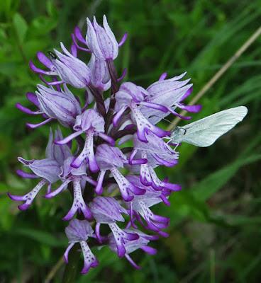 Orchis hybride militaire x singe (Orchis x beyrichii)