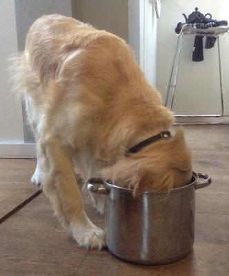 Hond in de pot - Chien dans la marmite, un gratin néerlandais