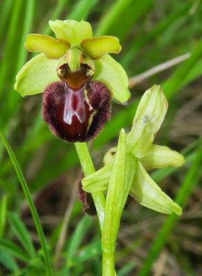 Ophrys grande araignée (Ophrys aranifera)