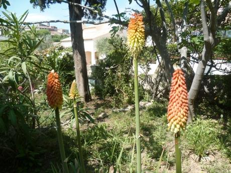 jardin,jardinage,été,chaleur,plantes,fleurs,légumes,fruits