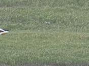 tadornes, l’aigrette chevalier