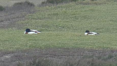 Les tadornes, l’aigrette et le chevalier