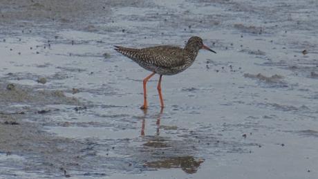 Les tadornes, l’aigrette et le chevalier