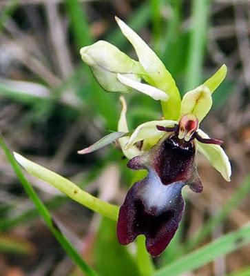 Ophrys mouche (Ophrys insectifera)