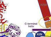 #Cell #LRRK2 Analyse structurale protéine LRRK2 humaine complète