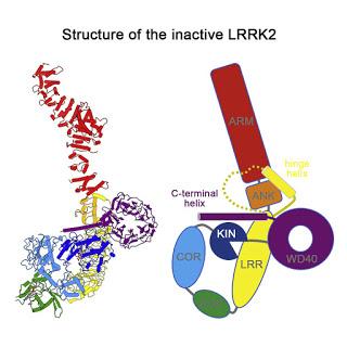 #Cell #LRRK2 Analyse structurale de la protéine LRRK2 humaine complète