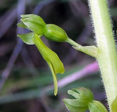 Listère à feuilles ovales (Neottia ovata)