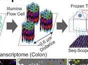 #Cell #transcriptomiquespatiale #Seq-Scope #Illumina Examen microscopique transcriptomique spatiale l'aide Seq-Scope