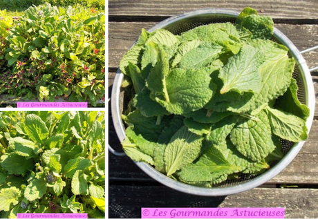 Tarte originale à la bourrache et au houmos (Vegan)