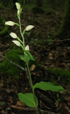 Céphalanthère pâle (Cephalanthera damasonium)