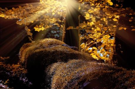 Critique L’année sauvage : récit d’une vie à contre-courant du progrès