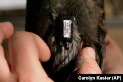 Écologiste aviaire et doctorat de l'Université de Georgetown.  L'étudiante Emily Williams adapte une étiquette satellite Argos à un rouge-gorge américain, comme un sac à dos, le samedi 24 avril 2021, à Silver Spring, dans le Maryland.