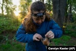 Écologiste aviaire et doctorat de l'Université de Georgetown.  L'étudiante Emily Williams démêle doucement un rouge-gorge américain d'un filet japonais en nylon le samedi 24 avril 2021 à Silver Spring, dans le Maryland