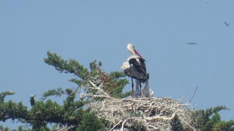 Deux petits partout (au moins)