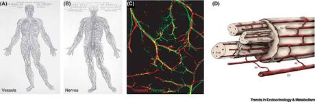 #trendsinendocrinologyandmetabolism #interactionsneurovasculaires #modèleinvitro Lien neurovasculaire périphérique : panorama des interactions et modèles in vitro #trendsinendocrinologyandmetabolism #interactionsneurovasculaires #modèleinvitro Lien neurovasculaire périphérique : panorama des interactions et modèles in vitro