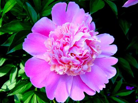 Asperges au citron feta végétal { et crevettes végétales }